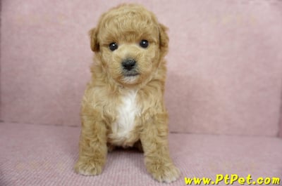 11/26迷你型奶油貴賓公幼犬3號(台北內湖)3