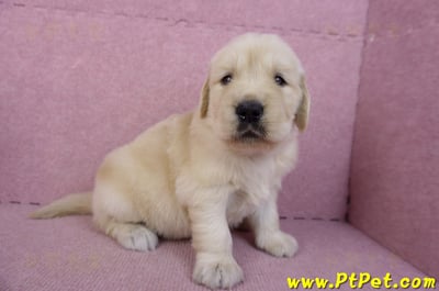 11/14黃金獵犬母幼犬1號(高雄前鎮)4