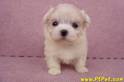 06/26迷你型馬爾濟斯 I 公幼犬2號(台中北屯)3