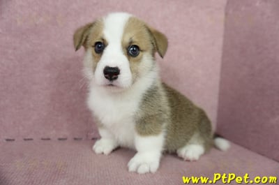 04/28雙色柯基犬公幼犬1號(桃園中壢)9