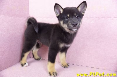 10/15黑色柴犬公幼犬(基隆七堵)5