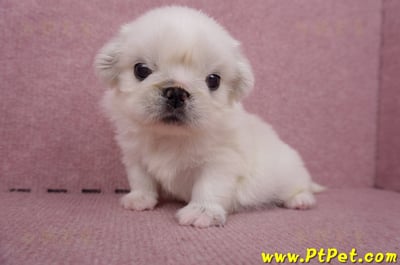 06/19北京狗母幼犬(高雄左營)6