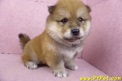 03/09赤色長毛柴犬公幼犬5