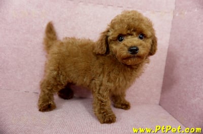 04/15玩具型紅貴賓公幼犬(基隆中山)6