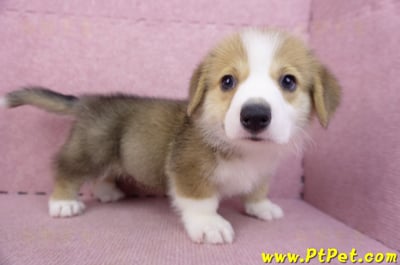 08/29雙色柯基犬公幼犬6