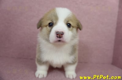 04/14雙色柯基犬母幼犬1號(高雄仁武)2