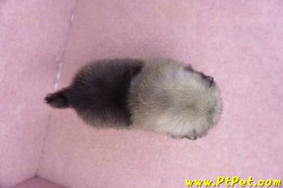 02/10棕色松鼠博美公幼犬10