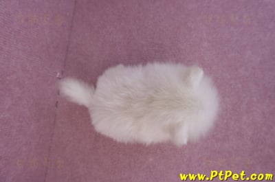 07/23迷你型松鼠白博美公幼犬(高雄鳳山)11