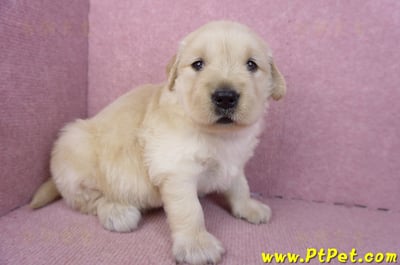 01/10黃金獵犬母幼犬2號(台南安平)3