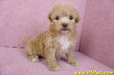 10/13泰迪比熊母幼犬(高雄小港)5