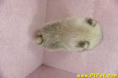 02/11迷你型松鼠棕博美公幼犬(新竹竹北)12