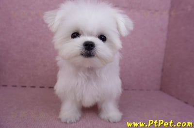 07/26迷你型馬爾濟斯公幼犬(屏東市)3