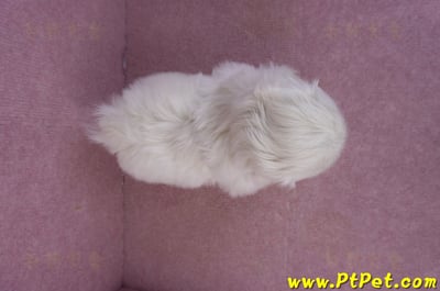 12/17北京狗公幼犬2號13