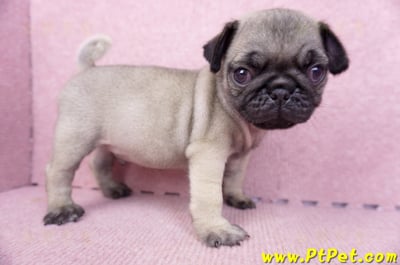 07/09巴哥公幼犬1號(新竹東區)7