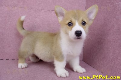 08/05雙色柯基犬公幼犬2號(屏東潮州)6