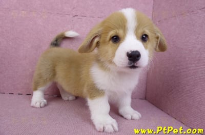 11/02雙色柯基犬公幼犬7