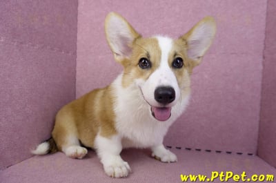 04/28雙色柯基犬公幼犬(屏東潮州)9