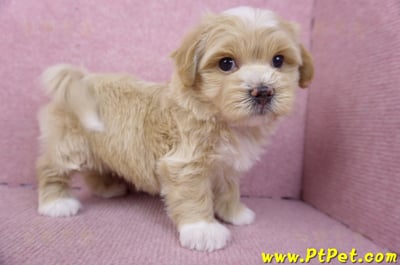 01/30馬爾泰迪公幼犬2號(新竹竹北)5