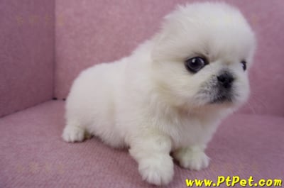 07/24北京狗公幼犬(高雄旗山)5
