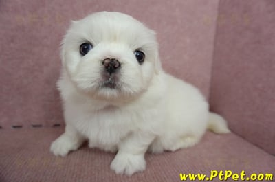 05/27北京狗母幼犬(台北萬華)8