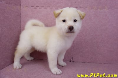 07/11白色柴犬公幼犬(屏東長治)6