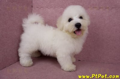 05/20比熊犬公幼犬(新北林口)6