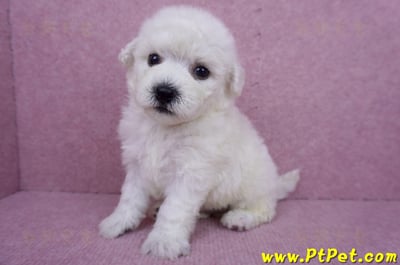 07/22比熊犬公幼犬2號(桃園市)7