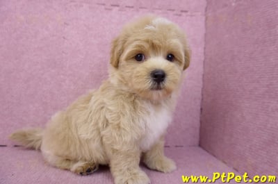 08/06奶油色馬爾泰迪公幼犬1號(桃園中壢)6