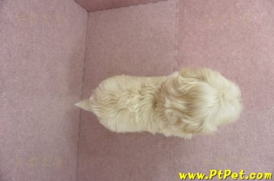 02/14奶油色馬爾泰迪公幼犬(桃園中壢)12