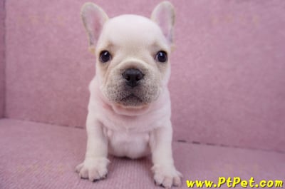 07/25奶油色法國鬥牛公幼犬(台北士林)2