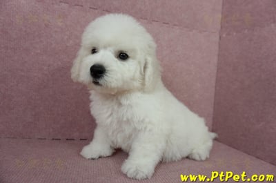 05/22比熊犬公幼犬(屏東潮州)7