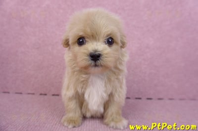 10/13馬爾泰迪公幼犬3號(高雄三民)1