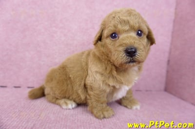 09/12泰迪比熊公幼犬(新北林口)4