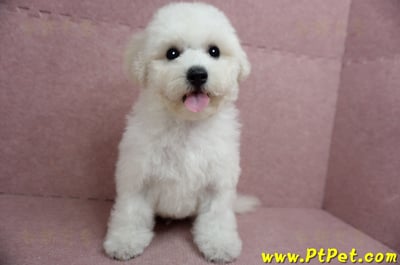 05/20比熊犬公幼犬1號(新北樹林)3