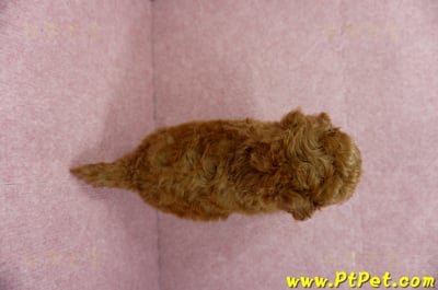 04/15玩具型紅貴賓母幼犬1號(台中大雅)11