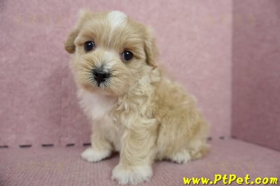 05/05奶油色馬爾泰迪公幼犬1號(台南東區)6