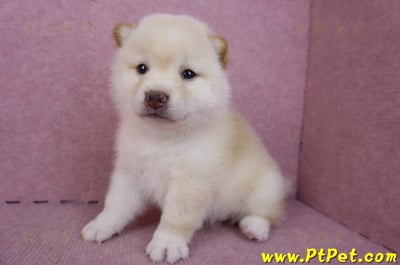 09/21白色柴犬母幼犬2號(高雄新興)5