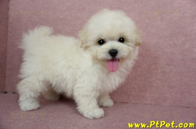 03/31奶油色馬爾泰迪母幼犬(桃園蘆竹)5