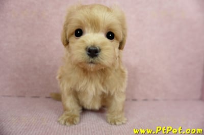 01/15奶油色馬爾泰迪 II 公幼犬(台中西屯)5