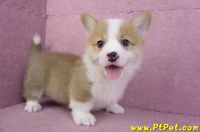 11/05雙色柯基犬公幼犬1號(高雄三民)3