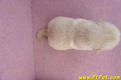 07/18黃金獵犬公幼犬6號(桃園平鎮)10