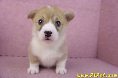 10/13雙色柯基犬母幼犬4號(新北板橋)4