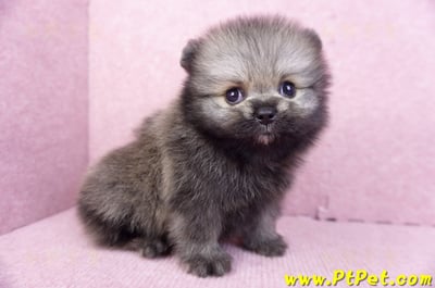 07/23迷你型松鼠棕博美公幼犬(桃園龍潭)3