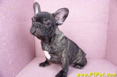 09/18虎斑色法國鬥牛母幼犬(屏東長治)14