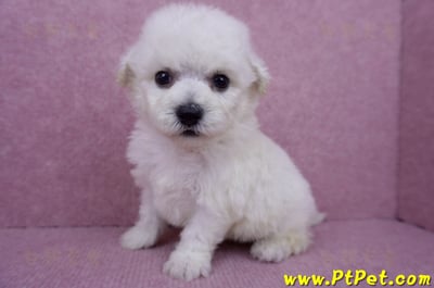 07/22比熊犬公幼犬3號(台北北投)7