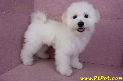 07/22比熊犬公幼犬(屏東市)6