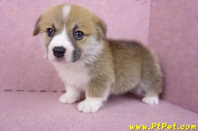 10/10雙色柯基犬公幼犬(台中大里)9