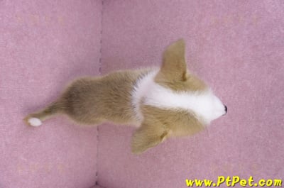 10/13雙色柯基犬母幼犬1號(台北大安)11