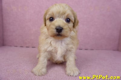 12/10馬爾泰迪公幼犬4號2