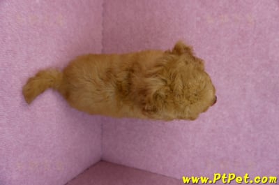 05/22迷你型紅貴賓公幼犬(新竹湖口)10